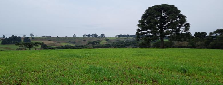 sitio de 14.8 hectares a 10 KM da BR390